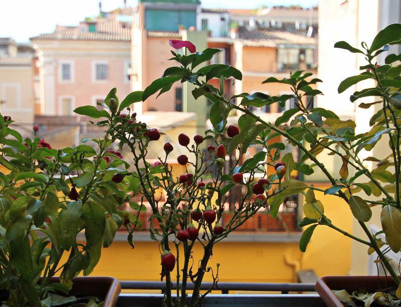 Casa de hóspedes Irooms Campo Dei Fiori Roma